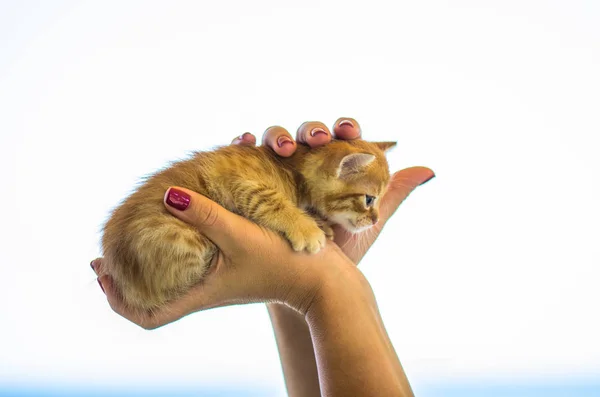 Close Female Hands Holding Cute Ginger Kitten White Background — Stock Photo, Image