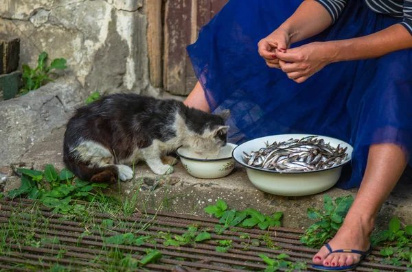 close-up of woman feeding cat with anchovy in bowl outdoors in countryside