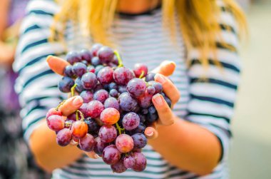 taze siyah üzüm açık havada tutan el