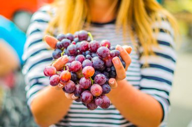 taze siyah üzüm açık havada tutan el