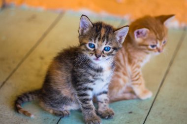 Tabby ve zencefil kedi yavruları ahşap zemin üzerinde oturan
