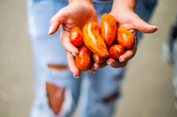 Primer Plano Las Manos Femeninas Sosteniendo Tomates Rojos Frescos — Foto de Stock