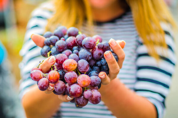 female hand holding fresh black grapes outdoors