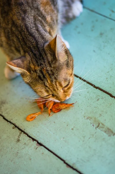 Mały Kotek Felino Jedzenie Gotowane Krewetki Drewnianej Podłodze — Zdjęcie stockowe