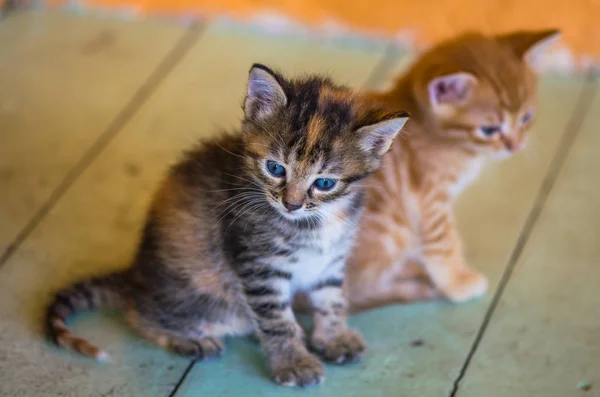 Tabby Und Ingwer Kätzchen Sitzen Auf Holzboden — Stockfoto