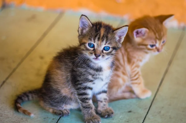 Tabby Zázvorové Koťata Sedící Dřevěné Podlaze — Stock fotografie