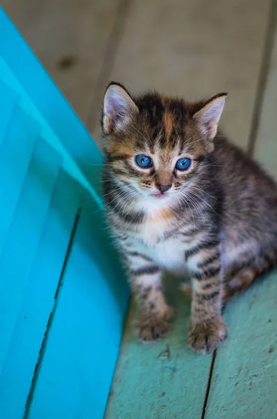 Tabby Kitten Siedzi Drewnianej Podłodze — Zdjęcie stockowe