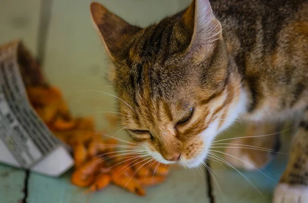 Mały Kotek Felino Jedzenie Gotowane Krewetki Drewnianej Podłodze — Zdjęcie stockowe