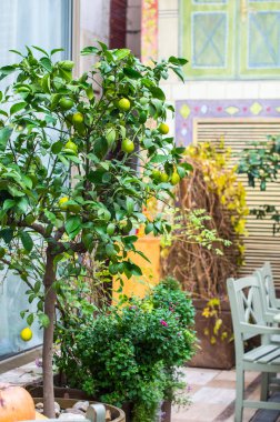 saksı bitki ve çiçeklerle dekore rustik tarzda açık hava kafe terası