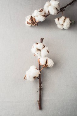 gri arka planda Pamuk bitki dalları