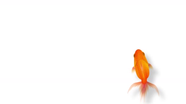 Goldfish Swimming Beautiful Sea Fish White Background Animation Red Color — Stock Video