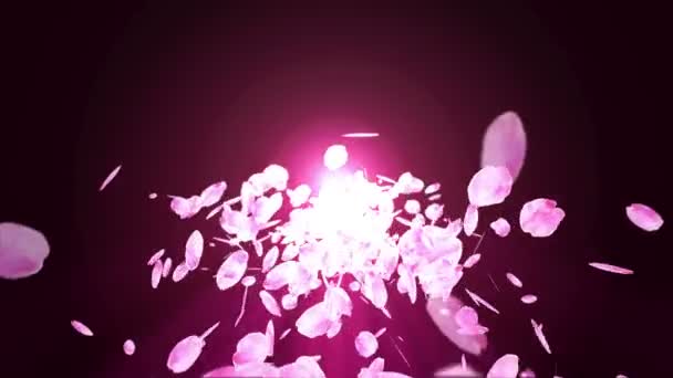 Спина Вишні Розквітає Вишня Навесні Квітка Фону Анімація Петлі Пелюстка — стокове відео
