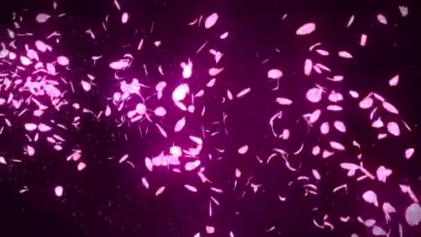 Des Pétales Cerisier Tombent Confettis Aux Pétales Animation Boucle Fleur — Video