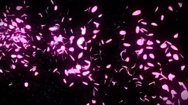 Cherry Blossom Bloemblaadjes Vallen Petal Confetti Loop Animatie Lente Bloem — Stockvideo