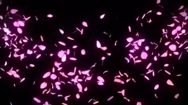 Kirschblütenblätter Fallen Blütenblätterkonfetti Schleifenanimation Frühlingsblume Japanische Kultur — Stockvideo