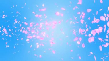 Kiraz çiçeği yaprakları düşüyor. Cg yaprağı konfeti. Döngü animasyonu. Bahar çiçeği. Japon kültürü.