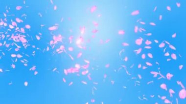 Kiraz çiçeği yaprakları düşüyor. Cg yaprağı konfeti. Döngü animasyonu. Bahar çiçeği. Japon kültürü.