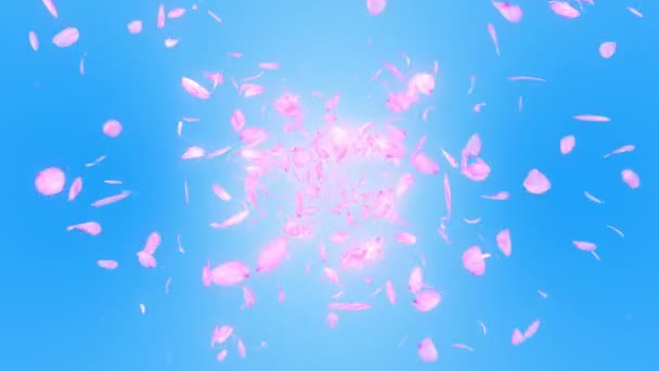 Cherry Blossom Bloemblaadjes Vallen Petal Confetti Loop Animatie Lente Bloem — Stockvideo