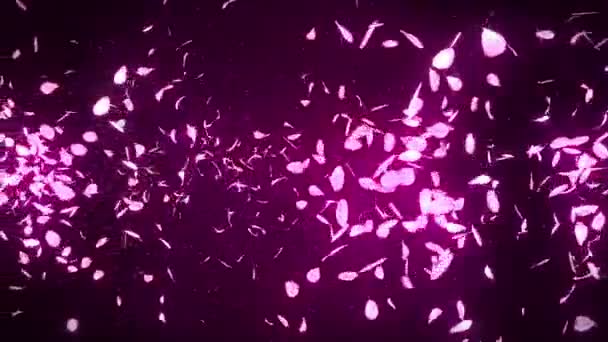 Cherry Blossom Petals Falling Petal Confetti Loop Animation Spring Flower — Stock Video