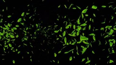 Taze yeşil yapraklar siyah arka plan üzerine düşüyor. Cg yaprak konfeti. Döngü animasyonu.