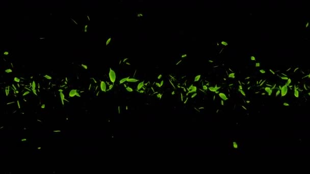 Frische Grüne Blätter Fallen Auf Schwarzem Hintergrund Blatt Konfetti Schleifenanimation — Stockvideo