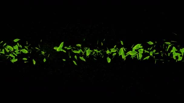 Frunzele Verzi Proaspete Cad Fundal Negru Frunze Confetti Buclă Animație — Videoclip de stoc
