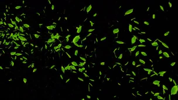 Frische Grüne Blätter Fallen Auf Schwarzem Hintergrund Blatt Konfetti Schleifenanimation — Stockvideo