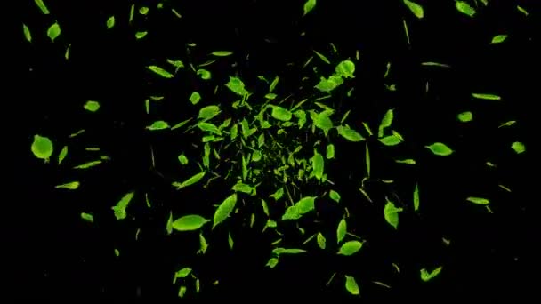 Färska Gröna Blad Faller Svart Bakgrund Leaf Konfetti Loop Animation — Stockvideo