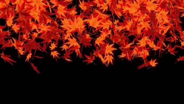 Spin Autumn Leaves Autumn Leaves Background Maple Loop Animation Japanese — Stock Video