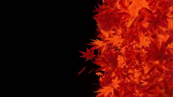 Спин Осенних Листьев Осенние Листья Фона Maple Loop Animation Японская — стоковое видео