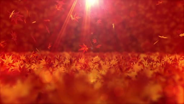 美丽的秋天风景 秋天场景背景 阳光下的秋天森林 循环动画 — 图库视频影像