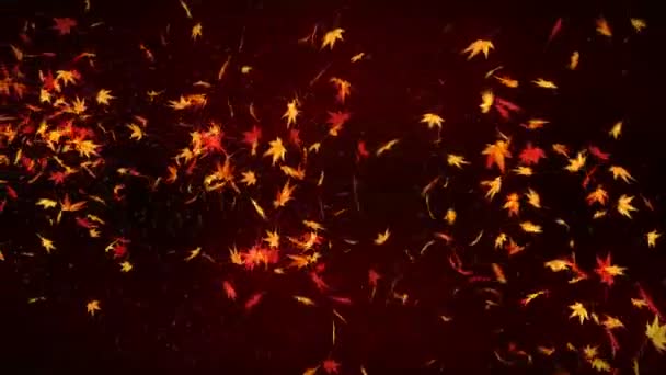 Folhas Outono Caindo Confete Folhagem Outono Animação Loop Bordo Belo — Vídeo de Stock