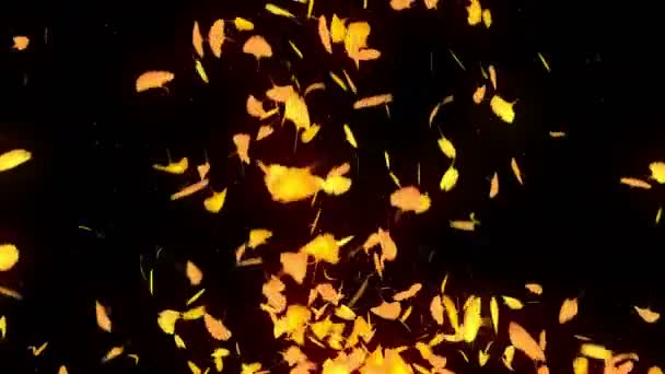 秋の葉が落ちる 秋の紅葉紙吹雪 Cgイチョウループアニメーション 美しい秋の黒い背景 — ストック動画