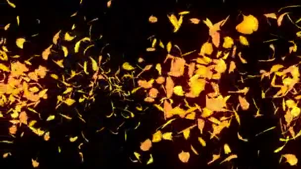 秋叶飘落 秋天的树叶纸屑 Cg银杏循环动画 美丽的秋黑背景 — 图库视频影像