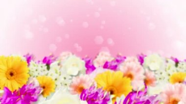 Birçok renkli çiçek döngü animasyonu. Gökkuşağı renkli çiçekler. Renkli çiçeklerle dolu bir bahçe..