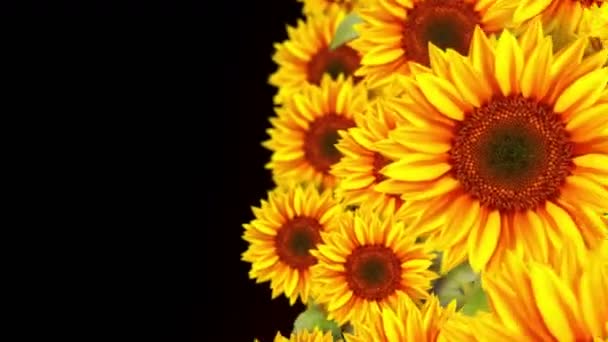 Tuin Gevuld Met Zonnebloemen Zonnebloemveld Landschap Zonnige Zomerdag Lusanimatie — Stockvideo