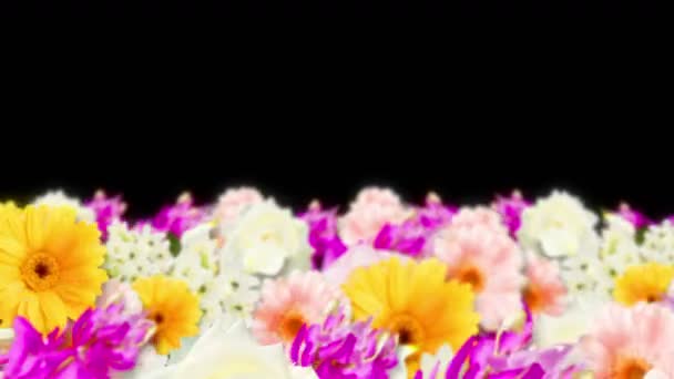 Πολλά Πολύχρωμα Λουλούδια Βρόχο Animation Λουλούδια Χρώμα Ουράνιο Τόξο Κήπος — Αρχείο Βίντεο
