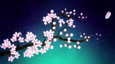 Çiçek açmış kiraz ağacı. Kiraz dalı. Sakura çiçekleri pembe. Kiraz çiçeği yeşili arka plan.