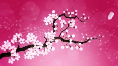 Çiçek açmış kiraz ağacı. Kiraz dalı. Sakura çiçekleri pembe. Kiraz çiçeği kırmızı arka plan.