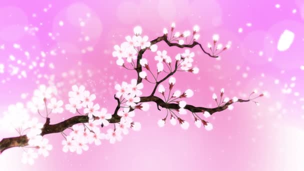 Cerezo Plena Floración Rama Cereza Sakura Flores Rosa Fondo Rosa — Vídeos de Stock