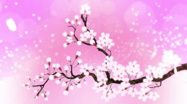 Çiçek açmış kiraz ağacı. Kiraz dalı. Sakura çiçekleri pembe. Kiraz çiçeği pembe arka plan.