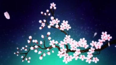 Çiçek açmış kiraz ağacı. Kiraz dalı. Sakura çiçekleri pembe. Kiraz çiçeği yeşili arka plan.