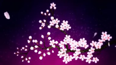 Çiçek açmış kiraz ağacı. Kiraz dalı. Sakura çiçekleri pembe. Kiraz çiçeği mor arka plan.
