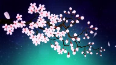 Çiçek açmış kiraz ağacı. Kiraz dalı. Sakura çiçekleri pembe. Kiraz çiçeği yeşili arka plan.