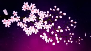 Çiçek açmış kiraz ağacı. Kiraz dalı. Sakura çiçekleri pembe. Kiraz çiçeği mor arka plan.