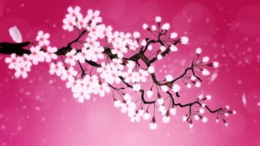 Çiçek açmış kiraz ağacı. Kiraz dalı. Sakura çiçekleri pembe. Kiraz çiçeği kırmızı arka plan.