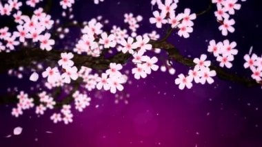 Çiçek açmış kiraz ağacı. Kiraz dalı. Sakura çiçekleri pembe. Kiraz çiçeği mor arka plan. Cg döngü canlandırması.