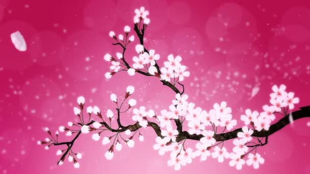 Cerezo Plena Floración Rama Cereza Sakura Flores Rosa Fondo Rojo — Vídeo de stock