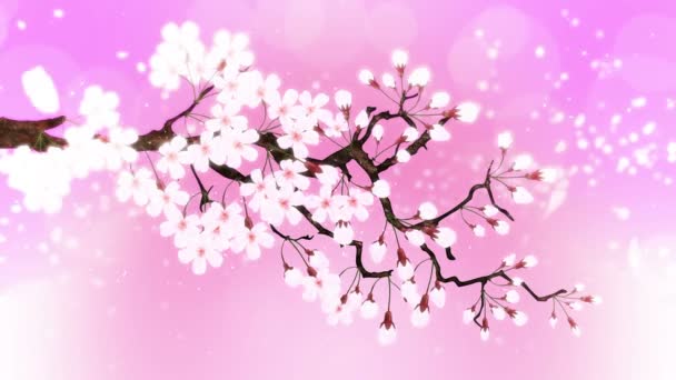 Cerezo Plena Floración Rama Cereza Sakura Flores Rosa Fondo Rosa — Vídeos de Stock
