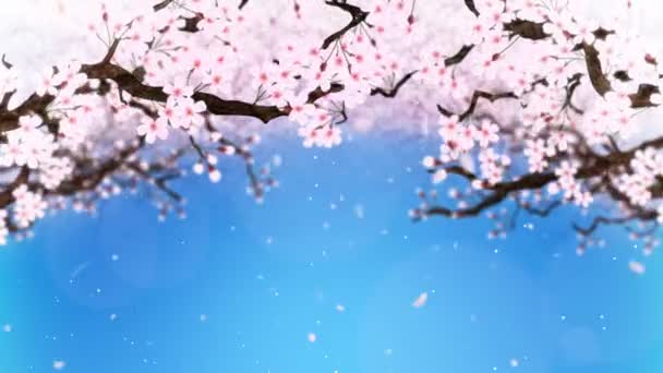 Κερασιά Πλήρη Άνθιση Κλάδος Κεράσι Sakura Λουλούδια Ροζ Μπλε Φόντο — Αρχείο Βίντεο